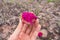 Close up of the pink, edible fruit of the Xique xique cactus Pilosocereus gounellei in Oeiras, Piaui - Northeast Brazil