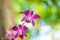 Close up pink  endrobium orchids flower on blurred green garden background with white bokeh