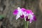 Close up pink endrobium orchids flowers on blurred tree background
