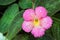 The close up of pink Episcia