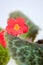 Close up of pink Episcia home plant