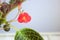 Close up of pink Episcia home plant