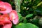 Close up of pink euphorbia flower