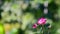 Close-up of pink Everlasting flowers or Straw flowers on bokeh background