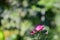 Close-up of pink Everlasting flowers or Straw flowers on bokeh background