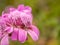 Close up of a pink exotic canary flower