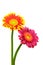 Close up of pink and flaming red yellow gerber daisy flowers on white background