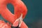 Close up of a pink flamingo