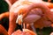 Close-up of pink flamingo