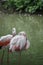 Close up of a pink flamingo bird on dark green background