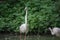 Close up of a pink flamingo bird on dark green background