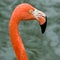 Close up of pink flamingo bird isolated.