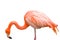 Close up of pink flamingo bird isolated.