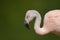 Close up of a pink flamingo in profile against plain green background.