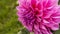 Close up of pink flower : aster with pink petals and yellow heart for background or texture