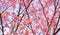 Close up of pink flower : aster with pink petals and yellow heart for background or texture