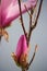 Close Up of a Pink Flower Bud on a Leonard Messel Magnolia Tree