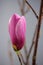 Close Up of a Pink Flower Bud on a Leonard Messel Magnolia Tree in the Spring