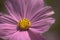 Close up pink flower cosmos pastel tone.