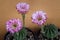 Close up pink flower of echinopsis tubiflora blooming