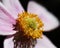 Close-up of Pink Flower from Front, Prominent Pistil