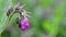 Close-up of pink flower in garden - comfrey.