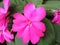 Close up of pink flower Impatiens walleriana