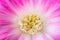 Close up of pink flower Lobivia cactus.