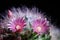 Close up pink flower of mammillaria boscana cactus