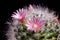 Close up pink flower of mammillaria boscana cactus