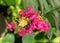 Close up Pink Flower of Pride of India Tree Isolated on Nature Background