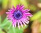 Close Up of Pink Flower with Purple Seeds