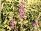 Close up of pink flowers, Balkan nature