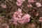 Close-up of pink flowers of a bodnant viburnum