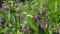 Close-up of pink flowers in garden â€“ comfrey