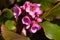 Close up of pink flowers heart leaf bergenie thick leaf mountains in spring with natural green background.