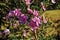 Close-up of pink flowers in the light of sunrise, near Monte Alegre do Sul.