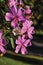 Close-up of pink flowers in the light of sunrise, near Monte Alegre do Sul.