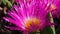 Close up of pink flowers - Livingstone daisies