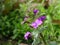 Close up of a pink flowers of Lunaria annua, with a green blurred background