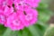 Close-up of pink flowers in nature. Macro with sost focus