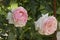 Close-up of the pink flowers of a \\\'Pierre de Ronsard\\\' rose in a garden
