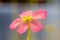 Close-up of pink flowers of pinguicula or butterwort