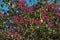 Close-up of pink flowers on top of bushes, near Monte Alegre do Sul.