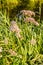 Close up pink flowers of Valerian, Valeriana officinalis, belonging to the Honeysuckle family