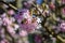 Close-up of the pink flowers of a viburnum tree with a bee sitting on it