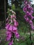 Close up pink foxgloves in forest