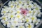 Close up of pink franjipani plumeria flower floating among white flower on water in wooden basin at thai spa,selective focus