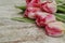 Close Up of Pink Fresh Spring Bouquet of Tulip flowers over Rustic Gray Wooden Background with Copy space. Spring Time.