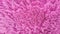 Close-up of a pink furry rug. pink background